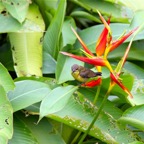 Singapur 201239.jpg