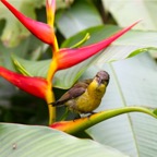 Singapur 201240.jpg