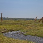 Tansania - 7.jpg