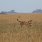 Tansania - 58.jpg
