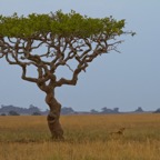 Tansania - 59.jpg