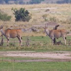 Tansania - 84.jpg
