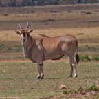 Tansania - 94.jpg