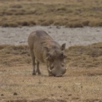 Tansania - 104.jpg