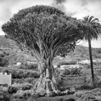 Teneriffa49.jpg