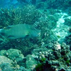 Thailand Khao Lak 200432.jpg