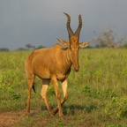 Uganda_2019 - 12.jpeg
