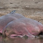 Uganda_2019 - 98.jpeg