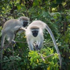 Uganda_2019 - 128.jpeg