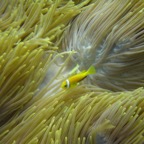 Vilamendhoo09.jpg