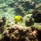 Vilamendhoo10.jpg