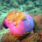 Vilamendhoo11.jpg