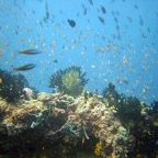 Vilamendhoo12.jpg
