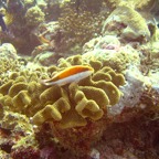 Vilamendhoo13.jpg