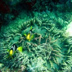 Vilamendhoo14.jpg