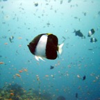 Vilamendhoo15.jpg