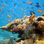 Vilamendhoo16.jpg