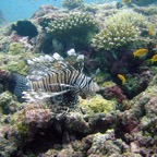 Vilamendhoo18.jpg