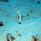 Vilamendhoo19.jpg