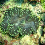 Vilamendhoo21.jpg