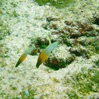 Vilamendhoo23.jpg