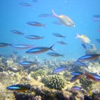Vilamendhoo24.jpg