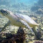 Vilamendhoo25.jpg