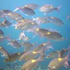 Vilamendhoo26.jpg
