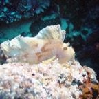 Vilamendhoo27.jpg