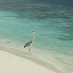 Vilamendhoo32.jpg