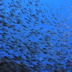 Vilamendhoo36.jpg