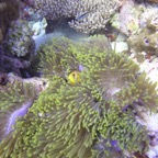 Vilamendhoo41.jpg