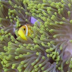 Vilamendhoo42.jpg