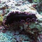 Vilamendhoo43.jpg