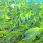 Vilamendhoo47.jpg