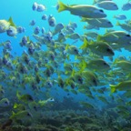 Vilamendhoo48.jpg