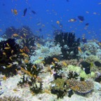 Vilamendhoo49.jpg
