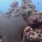 Vilamendhoo51.jpg
