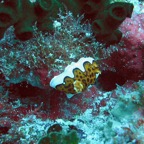 Vilamendhoo52.jpg