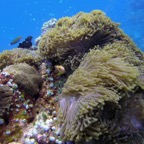 Vilamendhoo53.jpg