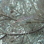 Vilamendhoo54.jpg