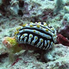 Vilamendhoo55.jpg