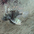 Vilamendhoo56.jpg
