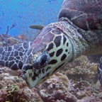 Vilamendhoo57.jpg
