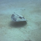 Vilamendhoo58.jpg