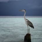 Vilamendhoo66.jpg