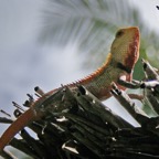 Vilamendhoo67.jpg
