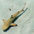 Vilamendhoo68.jpg