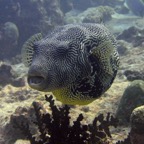 Vilamendhoo69.jpg