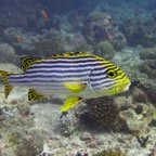 Vilamendhoo70.jpg